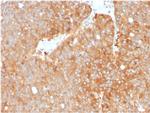 HSP90AB1 (Heat Shock Protein 90) Antibody in Immunohistochemistry (Paraffin) (IHC (P))