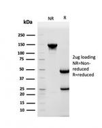 HSP90AB1 (Heat Shock Protein 90) Antibody in SDS-PAGE (SDS-PAGE)