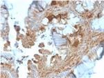 HSP90AB1 (Heat Shock Protein 90) Antibody in Immunohistochemistry (Paraffin) (IHC (P))