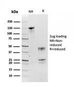 HSP90AB1 (Heat Shock Protein 90) Antibody in SDS-PAGE (SDS-PAGE)