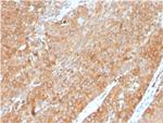 HSP90AB1 (Heat Shock Protein 90) Antibody in Immunohistochemistry (Paraffin) (IHC (P))