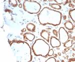 HSP90AB1 (Heat Shock Protein 90) Antibody in Immunohistochemistry (Paraffin) (IHC (P))