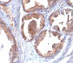 HSP90AB1 (Heat Shock Protein 90) Antibody in Immunohistochemistry (Paraffin) (IHC (P))