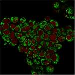 HSP60 (Heat Shock Protein 60) (Mitochondrial Marker) Antibody in Immunocytochemistry (ICC/IF)