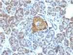 HSP60 (Heat Shock Protein 60) (Mitochondrial Marker) Antibody in Immunohistochemistry (Paraffin) (IHC (P))