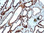 HSP60 (Heat Shock Protein 60) (Mitochondrial Marker) Antibody in Immunohistochemistry (Paraffin) (IHC (P))