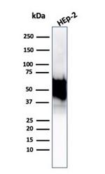 HSP60 (Heat Shock Protein 60) (Mitochondrial Marker) Antibody in Western Blot (WB)