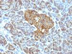 HSP60 (Heat Shock Protein 60) (Mitochondrial Marker) Antibody in Immunohistochemistry (Paraffin) (IHC (P))