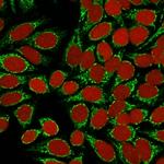 HSP60 (Heat Shock Protein 60) (Mitochondrial Marker) Antibody in Immunocytochemistry (ICC/IF)