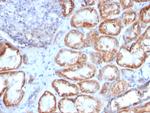 HSP60 (Heat Shock Protein 60) (Mitochondrial Marker) Antibody in Immunohistochemistry (Paraffin) (IHC (P))