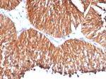 HSP60 (Heat Shock Protein 60) (Mitochondrial Marker) Antibody in Immunohistochemistry (Paraffin) (IHC (P))