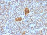 HSP60 (Heat Shock Protein 60) (Mitochondrial Marker) Antibody in Immunohistochemistry (Paraffin) (IHC (P))