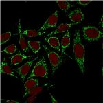 HSP60 (Heat Shock Protein 60) Antibody in Immunocytochemistry (ICC/IF)