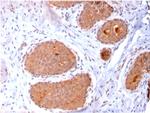 HSP60 (Heat Shock Protein 60) Antibody in Immunohistochemistry (Paraffin) (IHC (P))