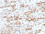 HSP60 (Heat Shock Protein 60) Antibody in Immunohistochemistry (Paraffin) (IHC (P))