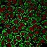 HSP60 (Heat Shock Protein 60) (Mitochondrial Marker) Antibody in Immunocytochemistry (ICC/IF)