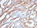 HSP60 (Heat Shock Protein 60) (Mitochondrial Marker) Antibody in Immunohistochemistry (Paraffin) (IHC (P))