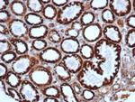 HSP60 (Heat Shock Protein 60) Antibody in Immunohistochemistry (Paraffin) (IHC (P))