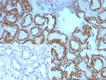 HSP60 (Heat Shock Protein 60) (Mitochondrial Marker) Antibody in Immunohistochemistry (Paraffin) (IHC (P))