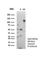 HSP60 (Heat Shock Protein 60) (Mitochondrial Marker) Antibody in SDS-PAGE (SDS-PAGE)