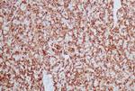 HSP60 (Heat Shock Protein 60) Antibody in Immunohistochemistry (Paraffin) (IHC (P))