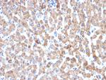 HSP60 (Heat Shock Protein 60) Antibody in Immunohistochemistry (Paraffin) (IHC (P))