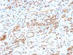 HSP60 (Heat Shock Protein 60) Antibody in Immunohistochemistry (Paraffin) (IHC (P))