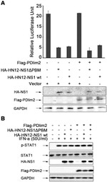 Phospho-STAT1 (Tyr701) Antibody in Western Blot (WB)