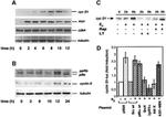 Cyclin D1 Antibody in Western Blot (WB)