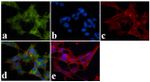 Ankyrin B Antibody in Immunocytochemistry (ICC/IF)