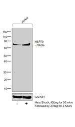 HSP70 Antibody