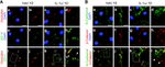 ZO-1 Antibody in Immunohistochemistry (IHC)