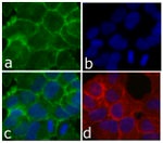 N-cadherin Antibody in Immunocytochemistry (ICC/IF)