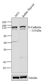 E-cadherin Antibody in Western Blot (WB)