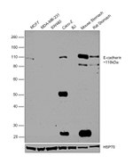 E-cadherin Antibody in Western Blot (WB)