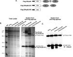 SRSF3 Antibody in Western Blot (WB)