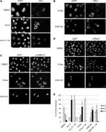 SRSF3 Antibody in Immunocytochemistry (ICC/IF)