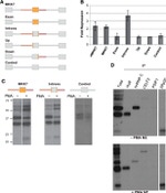 SRSF3 Antibody in Immunoprecipitation (IP)