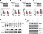 SRSF3 Antibody in Western Blot (WB)