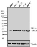 SRSF3 Antibody in Western Blot (WB)