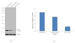 SRSF3 Antibody in Western Blot (WB)