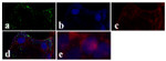 Connexin 50 Antibody in Immunocytochemistry (ICC/IF)