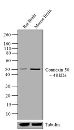 Connexin 50 Antibody in Western Blot (WB)