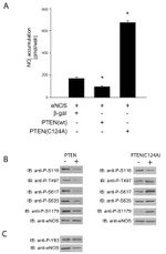 eNOS Antibody in Western Blot (WB)