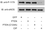 eNOS Antibody in Western Blot (WB)