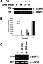 eNOS Antibody in Western Blot (WB)