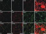 Connexin 43 Antibody in Immunohistochemistry (IHC)