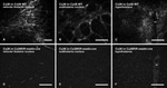 Connexin 26 Antibody in Immunohistochemistry (IHC)