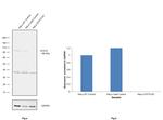 STAT5 alpha/beta Antibody