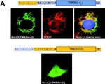 Bcl-2 Antibody in Immunocytochemistry (ICC/IF)